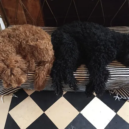 Bed In - De La Piece D'eau Des Suisses * Версаль